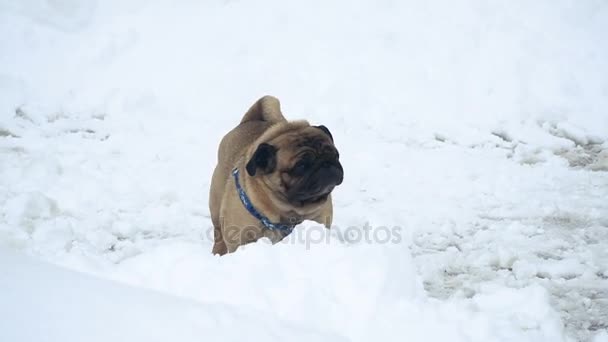 Inverno Pug Afoga Neve — Vídeo de Stock