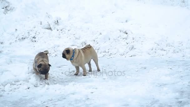 Invierno Pug Ahoga Nieve — Vídeos de Stock