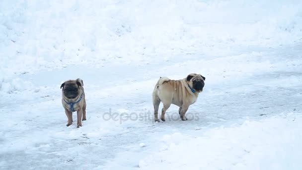 Winter Pug Verdrinkt Sneeuw — Stockvideo