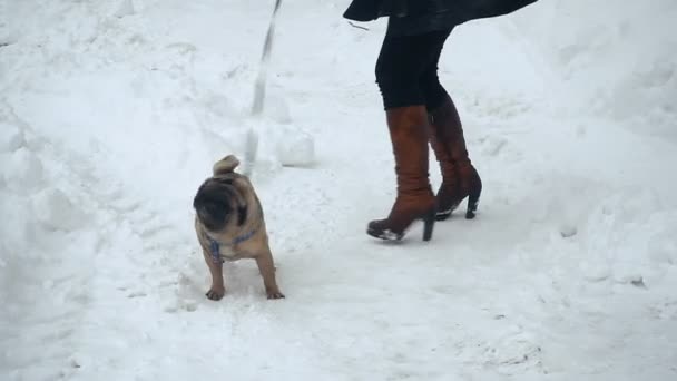 Kış Pug Karda Boğuyor — Stok video