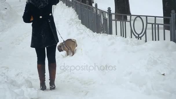 Invierno Pug Ahoga Nieve — Vídeos de Stock