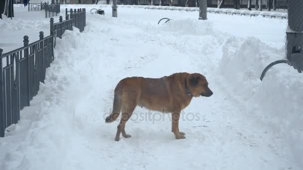 Inverno Cidade Estava Coberta Neve — Vídeo de Stock