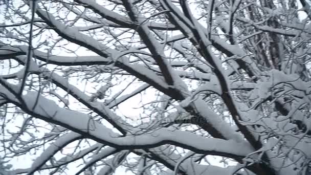 城市被雪覆盖着 — 图库视频影像