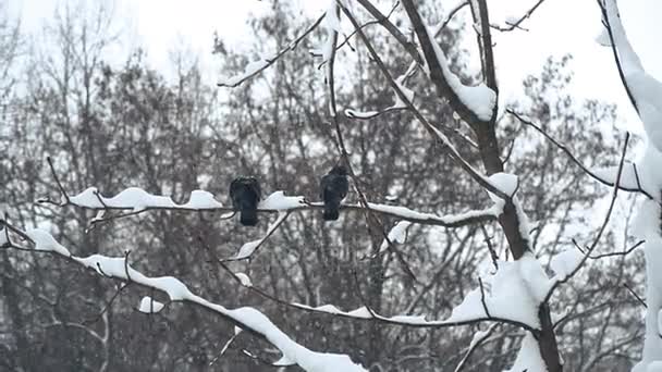 Winter Die Stadt War Mit Schnee Bedeckt — Stockvideo