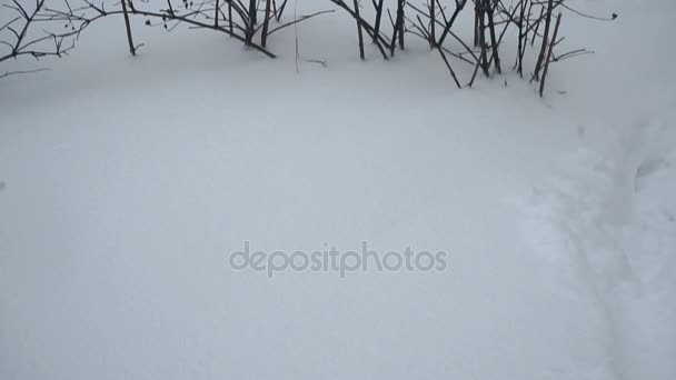 Снігопад Машини Покриті Снігом — стокове відео