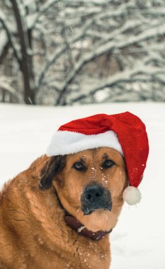 Köpek Noel Baba şapkalı
