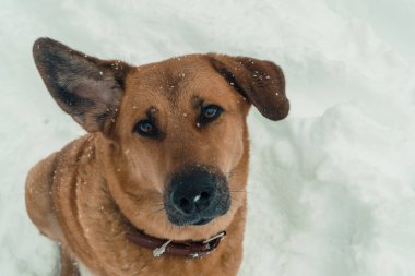 Köpek. Kötü köpek insanlara havlıyor
