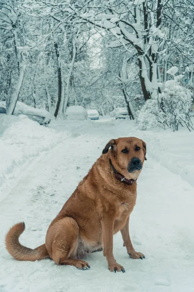 Pes skákání do sněhu — Stock fotografie