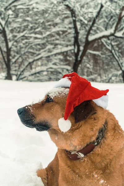 Cão no chapéu de Papai Noel — Fotografia de Stock