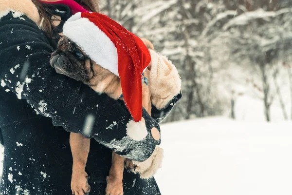 Pug. Cão no chapéu de Papai Noel — Fotografia de Stock