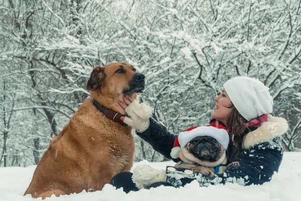 Pug. Cão no chapéu de Papai Noel — Fotografia de Stock