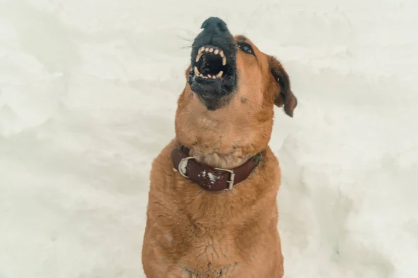 Dog. Evil dog barking at people — Stock Photo, Image