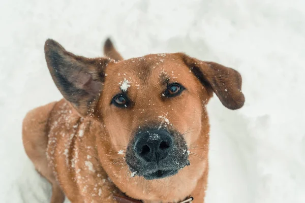 Pes skákání do sněhu — Stock fotografie