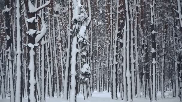 Inverno Floresta Coberta Neve Pinheiro — Vídeo de Stock