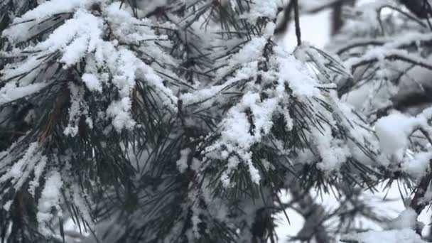 Inverno Floresta Coberta Neve Pinheiro — Vídeo de Stock