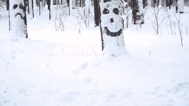 Winter Sneeuw Bedekte Dennenbos — Stockvideo