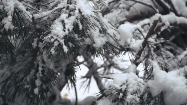 Zima Borovice Zasněženém Lese — Stock video