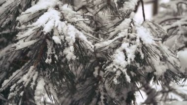 Kış. Çam ormanı karla kaplı