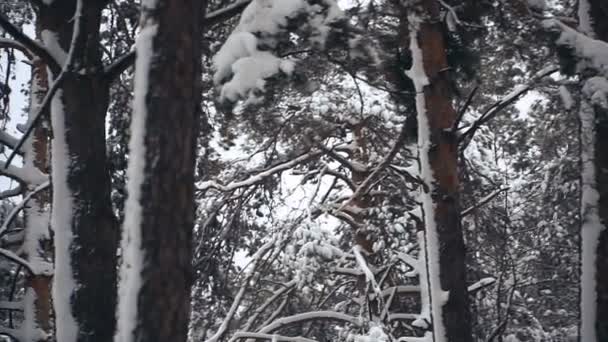 Zima Borovice Zasněženém Lese — Stock video