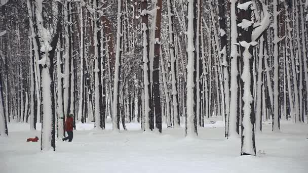 Inverno Floresta Coberta Neve Pinheiro — Vídeo de Stock