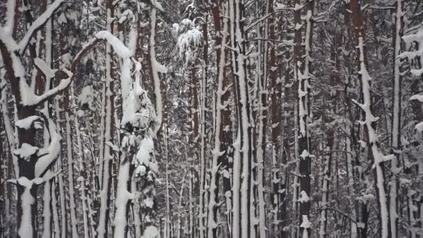 Χειμώνα Χιονισμένο Δάσος Πεύκων — Αρχείο Βίντεο