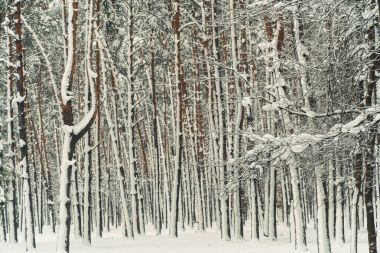 Kış. Çam ormanı karla kaplı
