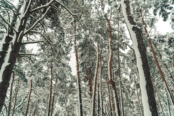 Vintern. Snötyngda tallskogen — Stockfoto