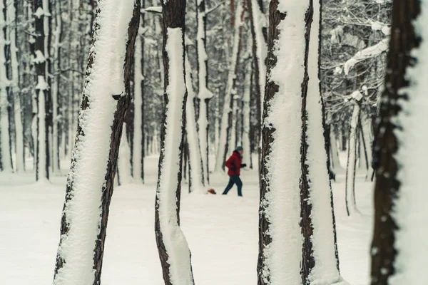 Зима. Сосновый заснеженный лес — стоковое фото