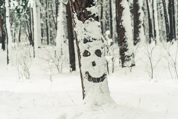 El invierno. Bosque cubierto de nieve de pino —  Fotos de Stock