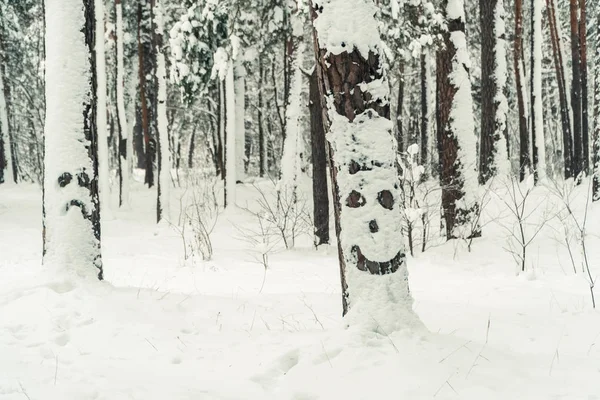 冬。松の雪に覆われた森 — ストック写真