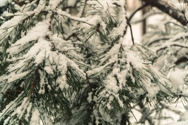Vintern. Snötyngda tallskogen — Stockfoto