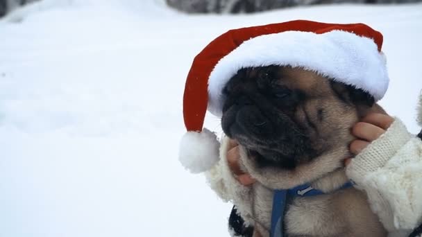 サンタ クロースの帽子を着ています 別の犬をスライス — ストック動画