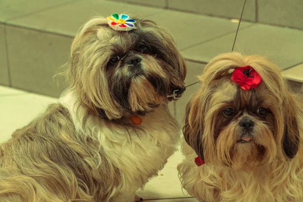 Psy. Dva psi čekají majitele poblíž obchodu — Stock fotografie