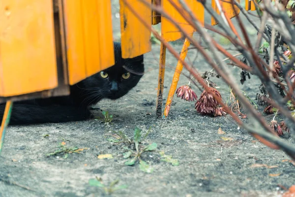 Schwarze Katze. schwarze Katze sitzt am gelben Zaun — Stockfoto