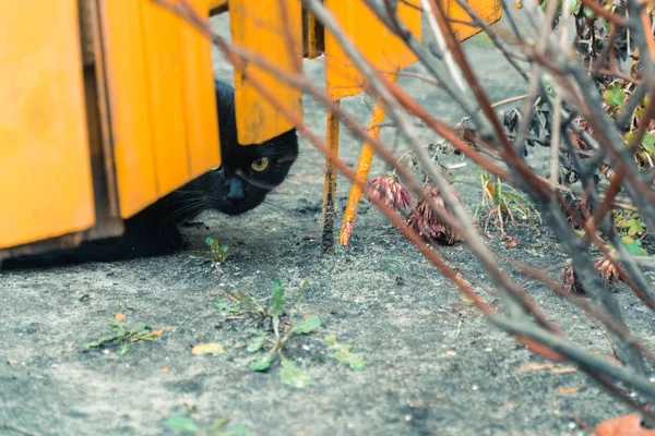 Schwarze Katze. schwarze Katze sitzt am gelben Zaun — Stockfoto