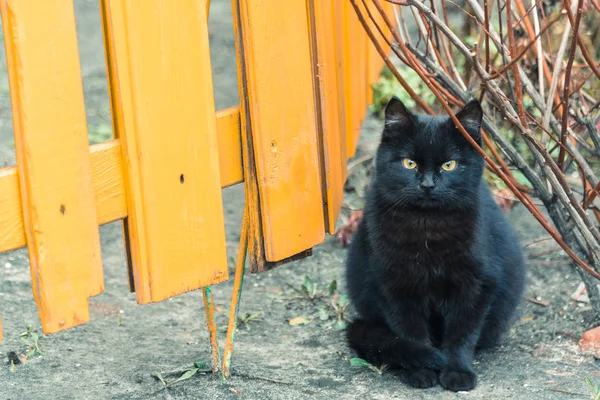 Czarny kot. Czarny kot siedzi w pobliżu ogrodzenia żółty — Zdjęcie stockowe