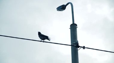 Bir karga bir lamba yazı üzerine oturur