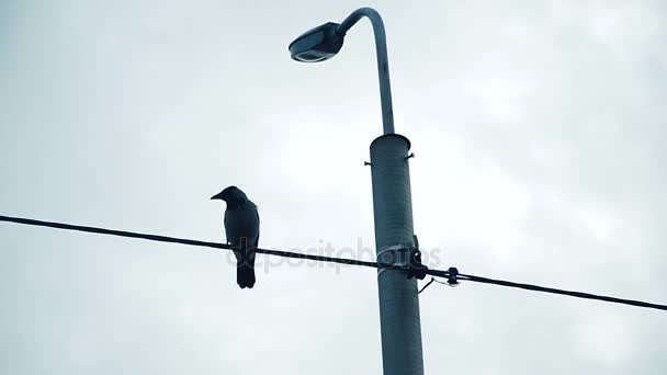 Crow Sits Lamp Post — Stock Video