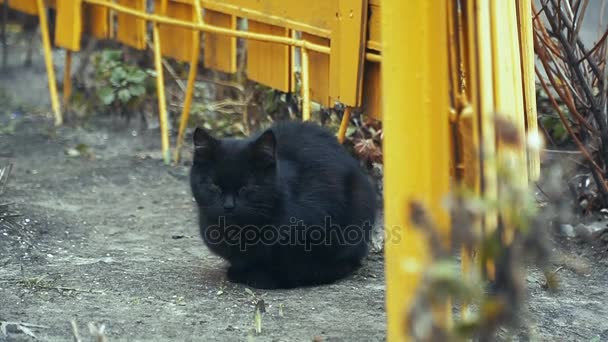 黑猫黑猫坐在黄篱笆附近 — 图库视频影像