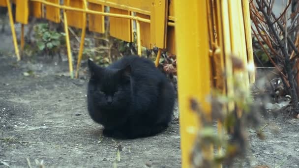Czarny Kot Czarny Kot Siedzi Pobliżu Ogrodzenia Żółty — Wideo stockowe