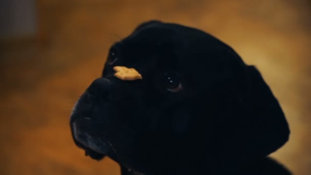 Σκύλος Σκύλος Τρώει Μπισκότα — Αρχείο Βίντεο