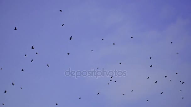 Crow Flock Crows Fly Sky — Stock Video