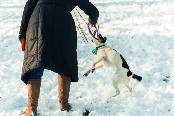 Training of dogs. The girl is pulling the dog — Stock Photo, Image