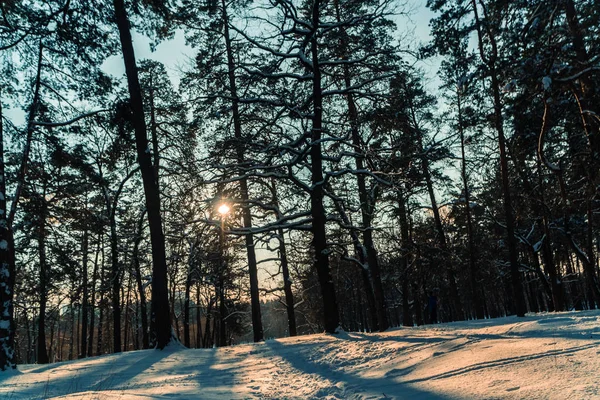 Vintern. Park på vintern — Stockfoto