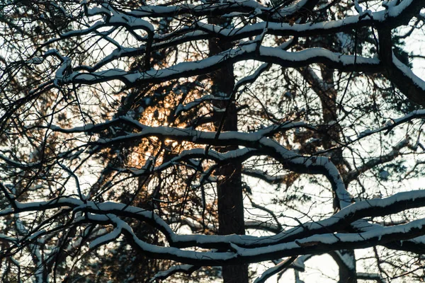 Winter. Park in the winter — Stock Photo, Image