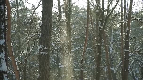 公园在冬天 — 图库视频影像