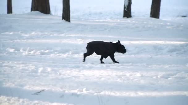 雪の中を実行しているフレンチ ブルドッグ — ストック動画