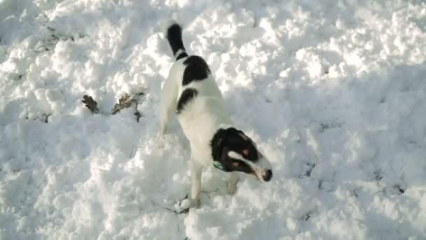Hond Wordt Uitgevoerd Door Sneeuw — Stockvideo