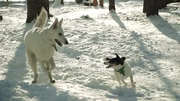 Dog Runs Snow — Stock Video