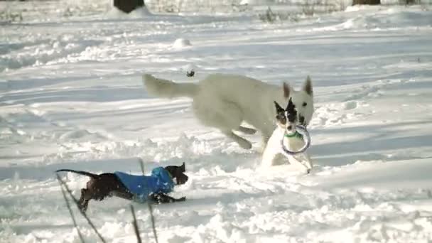 Pies Biegnie Przez Śnieg — Wideo stockowe